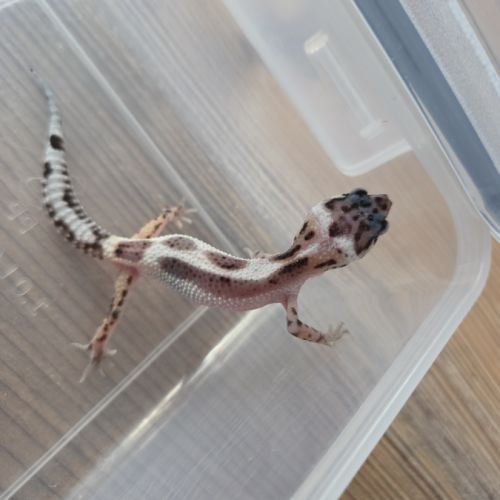 Gecko léopard juvenile né le 25 septembre #6