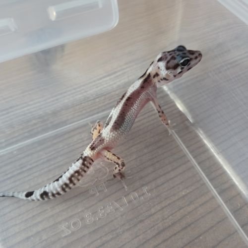 Gecko léopard juvenile né le 25 septembre #8