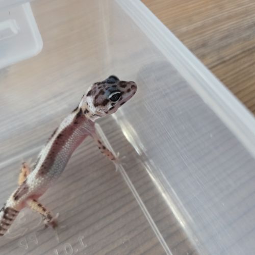 Gecko léopard juvenile né le 25 septembre #9