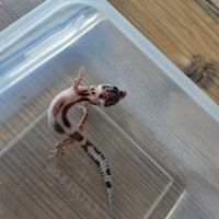 Gecko léopard juvenile né le 25 septembre #1