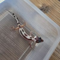 Gecko léopard juvenile né le 25 septembre #2