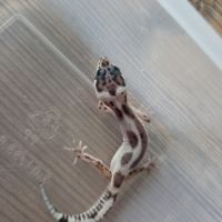 Gecko léopard juvenile né le 25 septembre