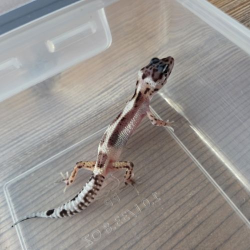 Gecko leopard juvenile né le 26 septembre #4