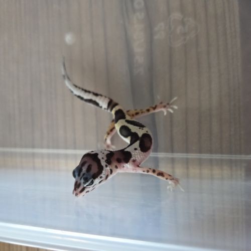 Gecko leopard juvenile né le 26 septembre #8