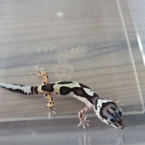 Gecko leopard juvenile né le 26 septembre #9