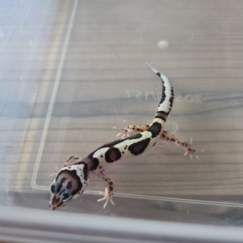Gecko leopard juvenile né le 26 septembre