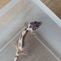 Gecko leopard juvenile né le 26 septembre #6