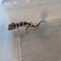Gecko leopard juvenile né le 26 septembre #7