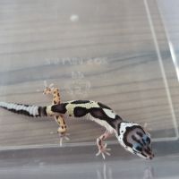 Gecko leopard juvenile né le 26 septembre #9