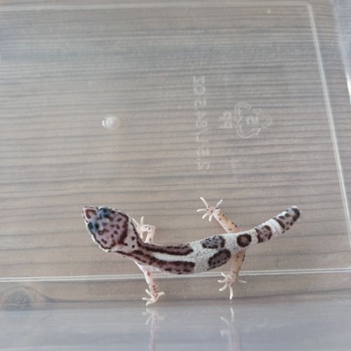 Gecko leopard juvenile né le 21 aout #1