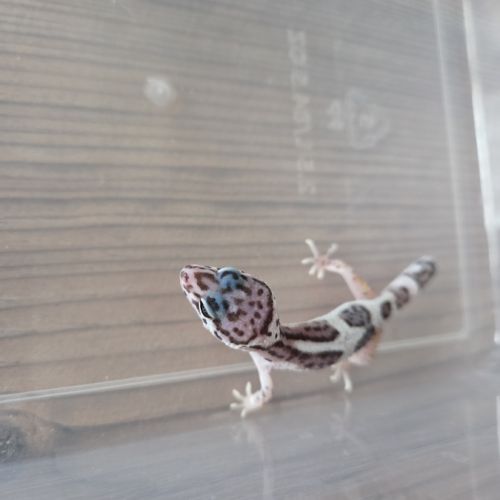 Gecko leopard juvenile né le 21 aout #2