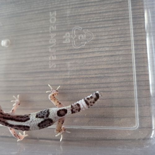 Gecko leopard juvenile né le 21 aout #3