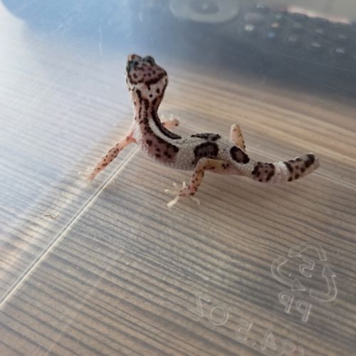 Gecko leopard juvenile né le 21 aout #5