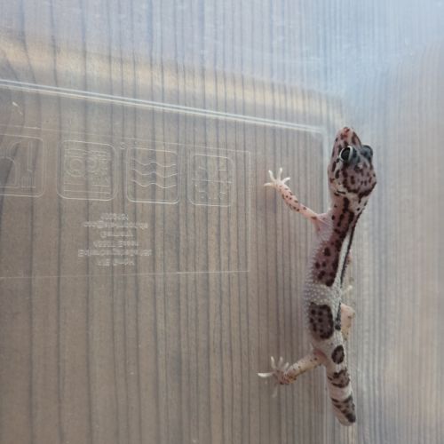 Gecko leopard juvenile né le 21 aout #7