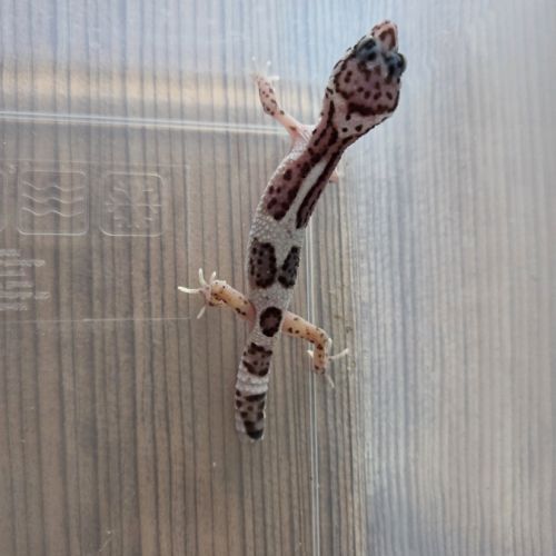 Gecko leopard juvenile né le 21 aout #8