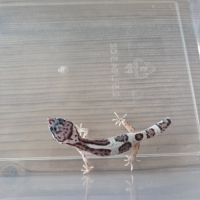 Gecko leopard juvenile né le 21 aout #1