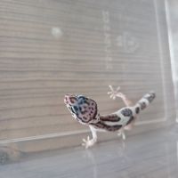 Gecko leopard juvenile né le 21 aout #2