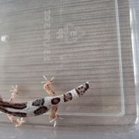 Gecko leopard juvenile né le 21 aout #3