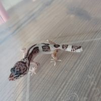 Gecko leopard juvenile né le 21 aout #4