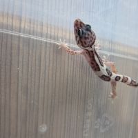 Gecko leopard juvenile né le 21 aout