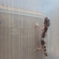 Gecko leopard juvenile né le 21 aout #7