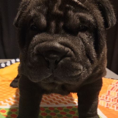 Magnifique portée de chiots shar pei lof #2