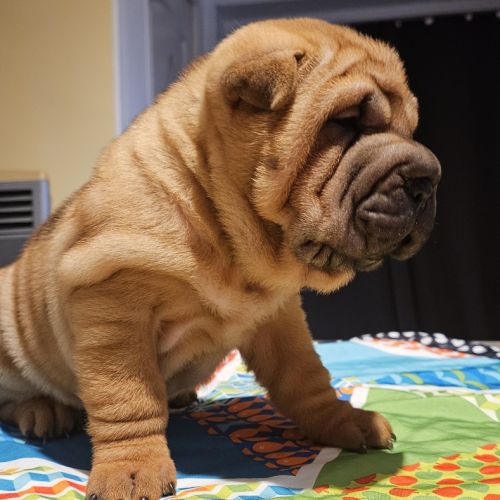 Magnifique portée de chiots shar pei lof #3