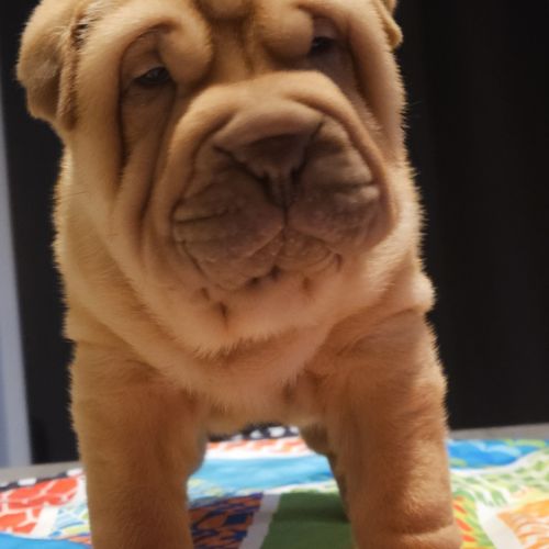 Magnifique portée de chiots shar pei lof #0