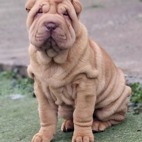 Chiots sharpei #1