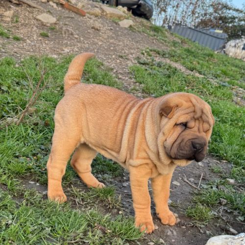 Chiots sharpei #2