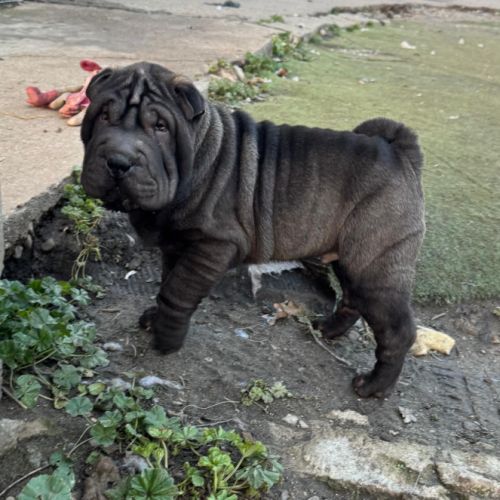 Chiots sharpei #4
