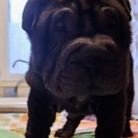 Magnifique portée de chiots shar pei lof #1