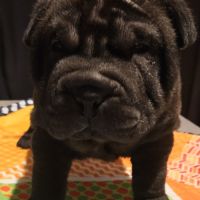 Magnifique portée de chiots shar pei lof #2