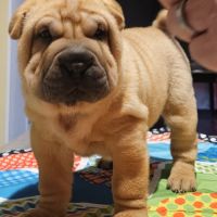 Magnifique portée de chiots shar pei lof #5