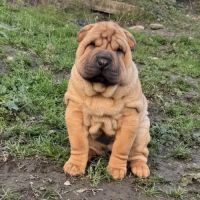 Chiots sharpei