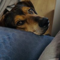 Cherche une famille qui sera prendre soin de moi #3