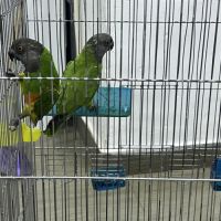 Couple youyou du sénégal