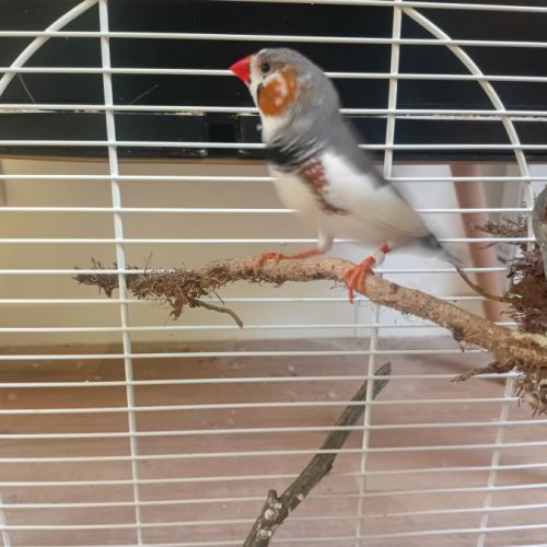 Donne diamant mandarin male