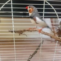 Donne diamant mandarin male