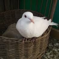 Colombe blanche à vendre #0