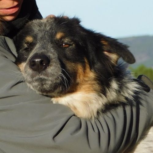 Manchas, magnifique croisé border collie, 4 ans #2