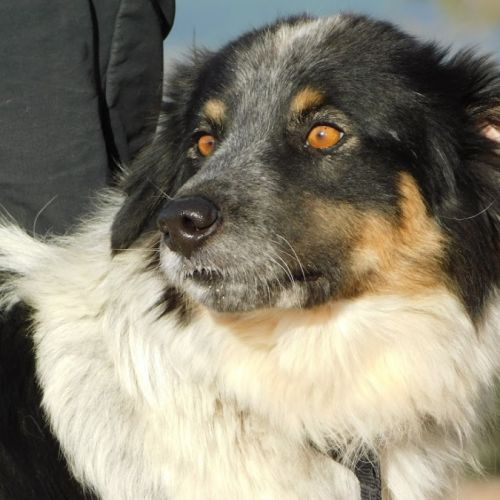 Manchas, magnifique croisé border collie, 4 ans #4