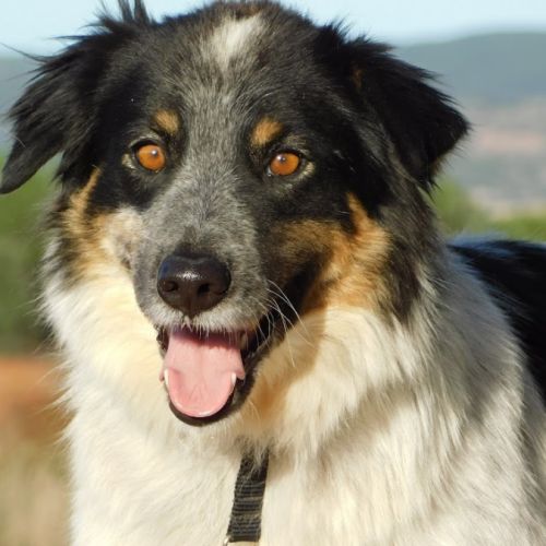 Manchas, magnifique croisé border collie, 4 ans
