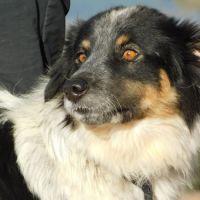 Manchas, magnifique croisé border collie, 4 ans #4