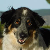 Manchas, magnifique croisé border collie, 4 ans #7