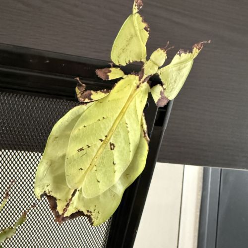 Oeufs de phasmes phyllium giganteum #2