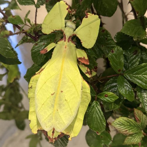 Oeufs de phasmes phyllium giganteum