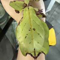 Oeufs de phasmes phyllium giganteum #1