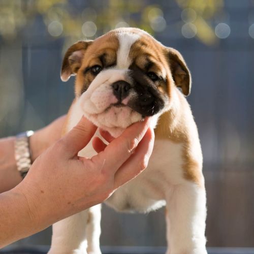 Chiots lof bulldog  a réserver. #5