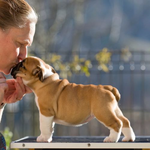 Chiots lof bulldog  a réserver. #6